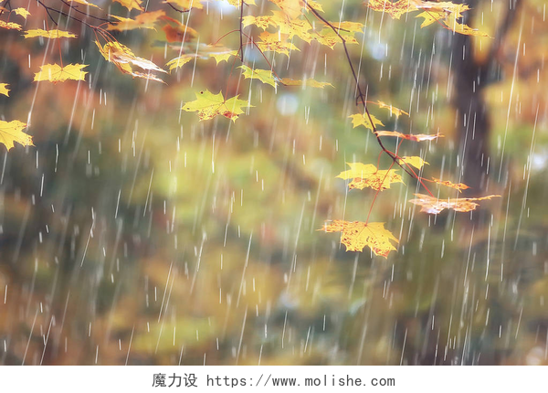 秋天下雨的雨水落在枫叶上秋季公园, 雨天背景/秋季景观背景雨质地在10月的公园里, 走在恶劣的天气, 滴水, 刮风的天气, 恶劣的天气, 悲伤的心情